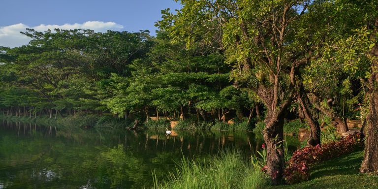Swan Lake - Imagery courtesy of InterContinental Khao Yai Resort