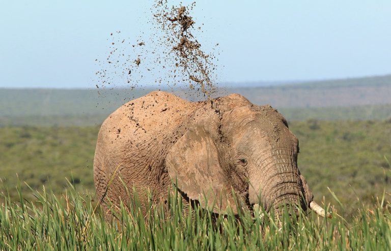 Elephant in South Africa - Imagery courtesy of ROAR AFRICA