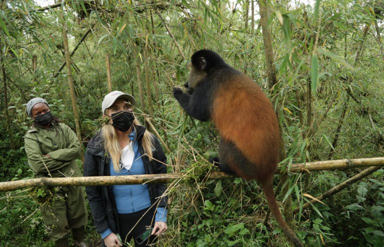 Golden monkey in Volcanoes National Park in Rwanda - Imagery courtesy of ROAR AFRICA