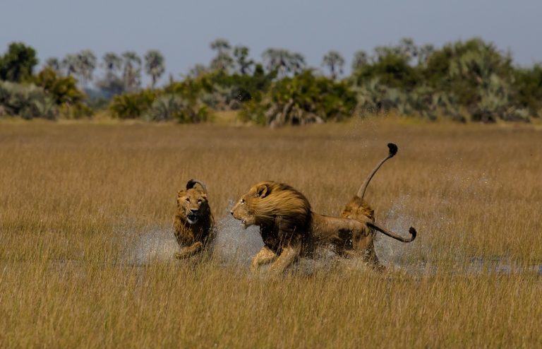 Three lions running - Imagery courtesy of ROAR AFRICA