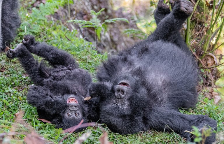 Gorillas playing in Volcanoes National park in Rwanda - Imagery courtesy of ROAR AFRICA
