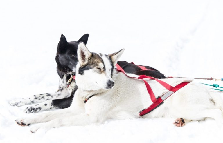 Amangani Activities, Sled Dog Tour - Imagery courtesy of Aman