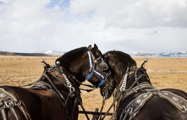 Amangani Activities, Elk Refuge Sleigh Ride - Imagery courtesy of Aman