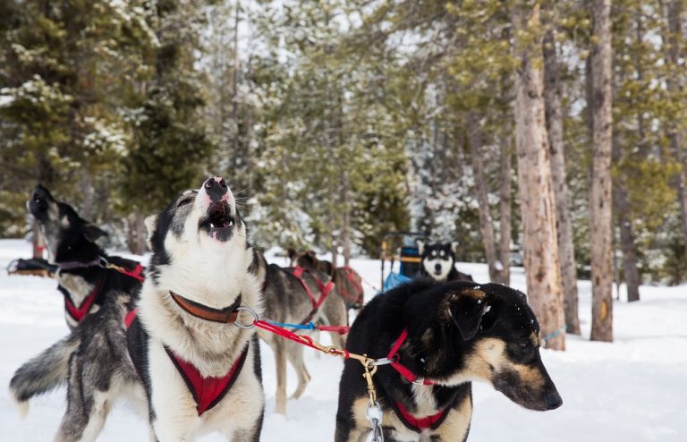 Amangani Activities, Sled Dog Tour - Imagery courtesy of Aman